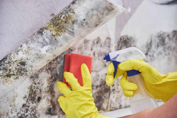 Best Water Damage & Mold Remediation  in Upper Exeter, PA